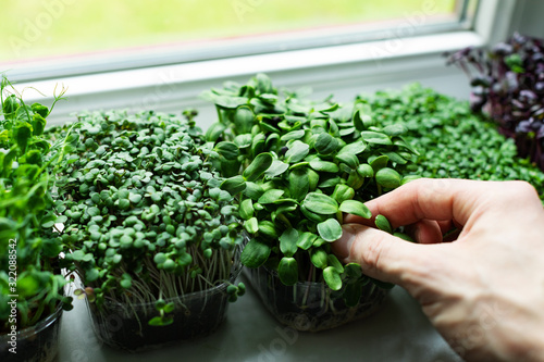 Obraz na plátně kitchen garden - microgreens growing on windowsill