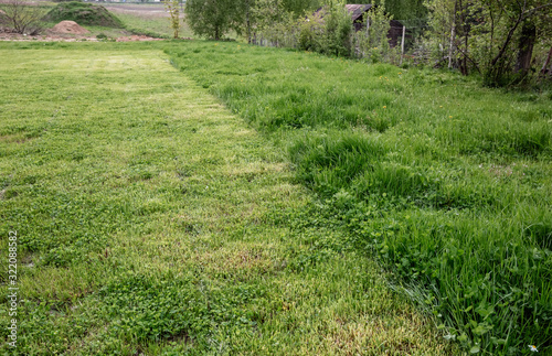 Cut strip of green grass. Mowing the lawn, close-up