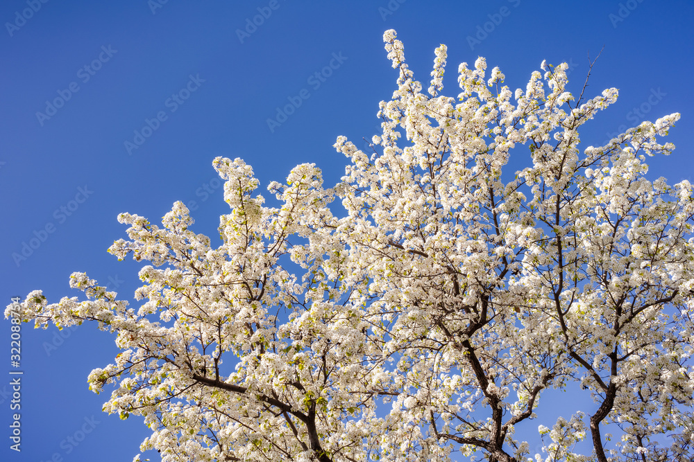 Fruit tree in bloom on a sunny winter day with blue, clear sky; San Francisco Bay Area, California;