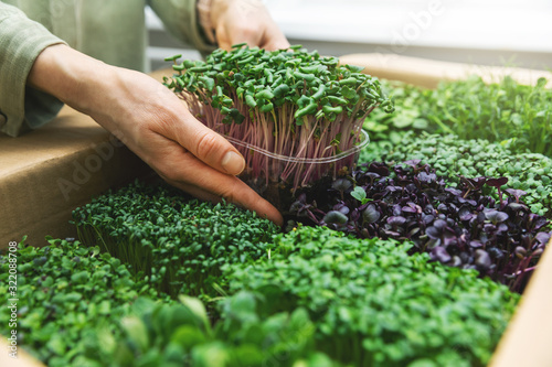 organic raw food - woman take a microgreens container out of cardboard box photo