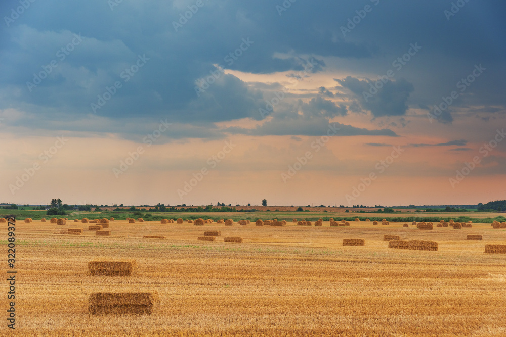 Wheat field with haystacks after harvest