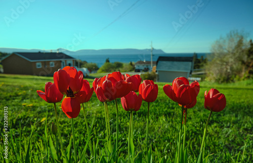 Red tulips under sunlight in a field of green grass. Buildings, ocean and mountains on the background.