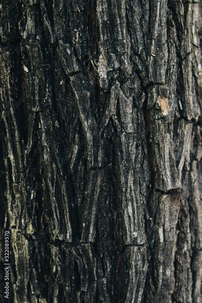 Obraz premium Tree texture for wallpapers or whatever