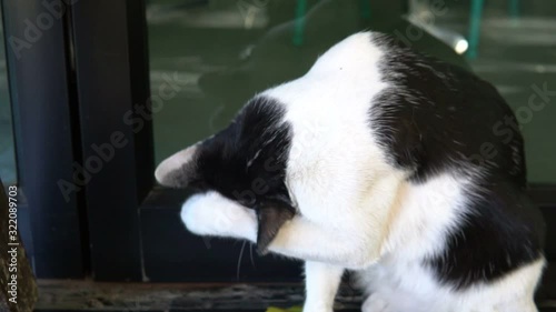 Black and white cat liking its body for getting clean and relax.