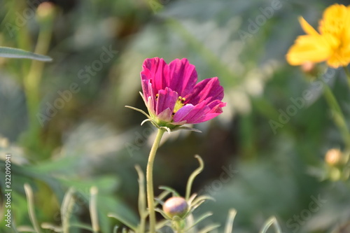 Cosmos flowers in the afternoon of the day.