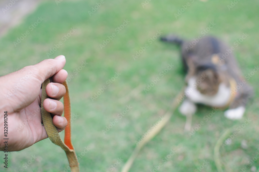 man holding Leash for dog and cat in hand. Close up focus hand and blurred background for animal image concept.
