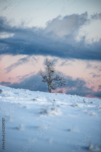 Frosty lonely tree.Fantastic winter landscape during sunset. Dramatic sky glowing by sunlight. 