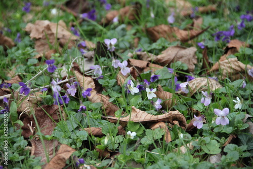 Tapis de violettes