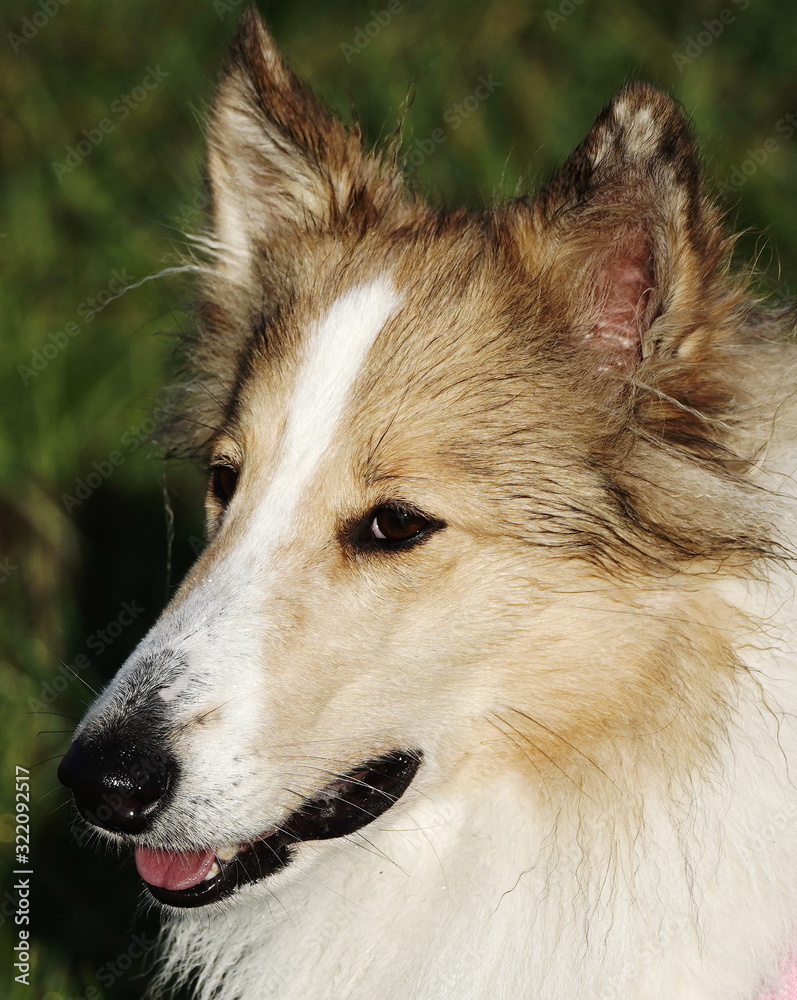 Fototapeta premium Collie portrait