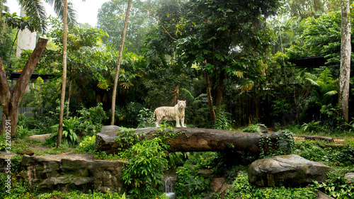 Fototapeta Naklejka Na Ścianę i Meble -  white tiger sitting on rocks in the jungle near palm trees and bushes