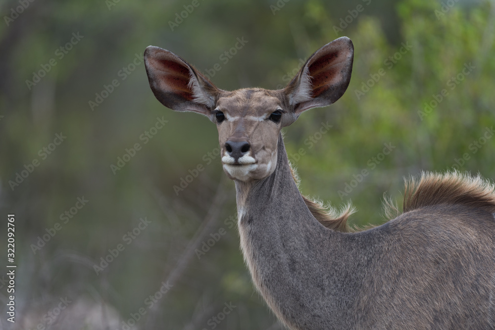 Kudu deer in the wilderness of Africa