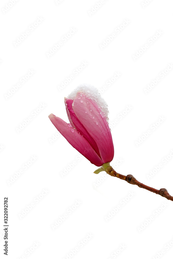 Fototapeta premium Ice covered Magnolia