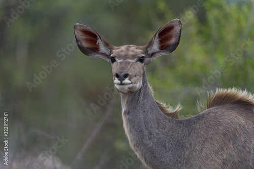 Kudu deer in the wilderness of Africa