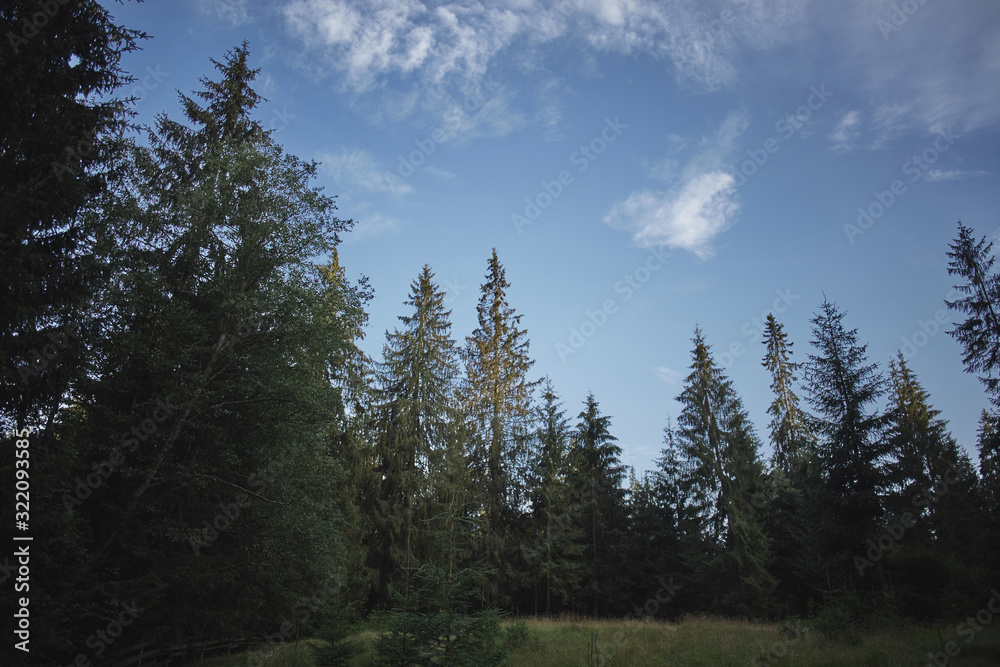 Fototapeta premium Landscape of tall fir trees and blue sky with white clouds