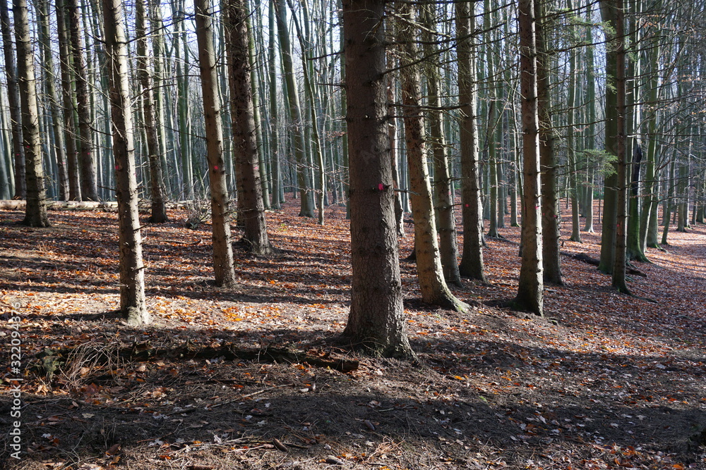 Silent forest