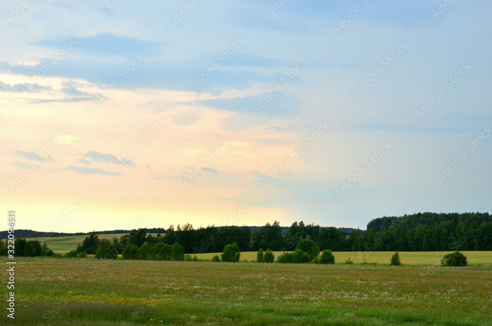View of a field with white and yellow daisies against the backdrop of a forest landscape and sunset with a pink sky, before the thunder and rain. View of a field with white and yellow daisies against the backdrop of a forest landscape and sunset with a pink sky, before the thunder and rain.