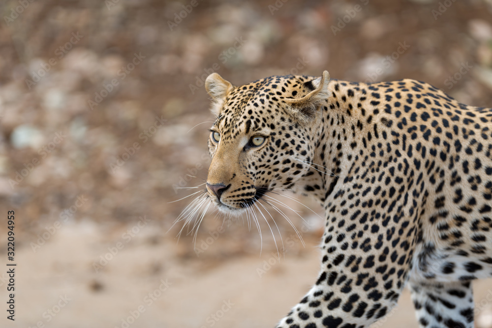 Leopard in the wilderness of Africa Leopard in the wilderness of Africa
