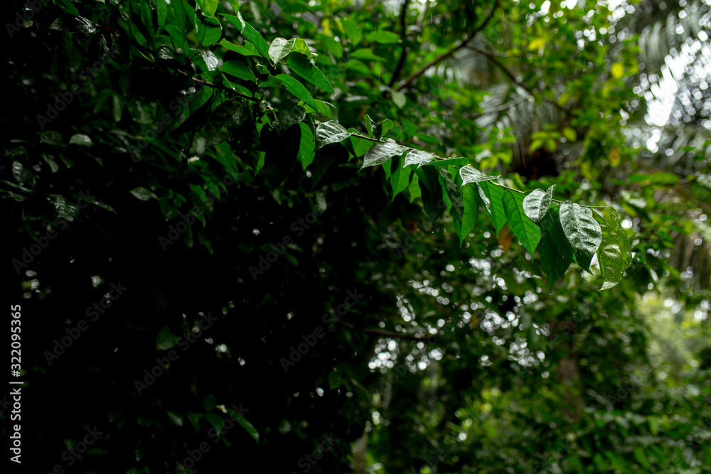 green tree branches after rain in the jungle in Asia in the rainforest green tree branches after rain in the jungle in Asia in the rainforest