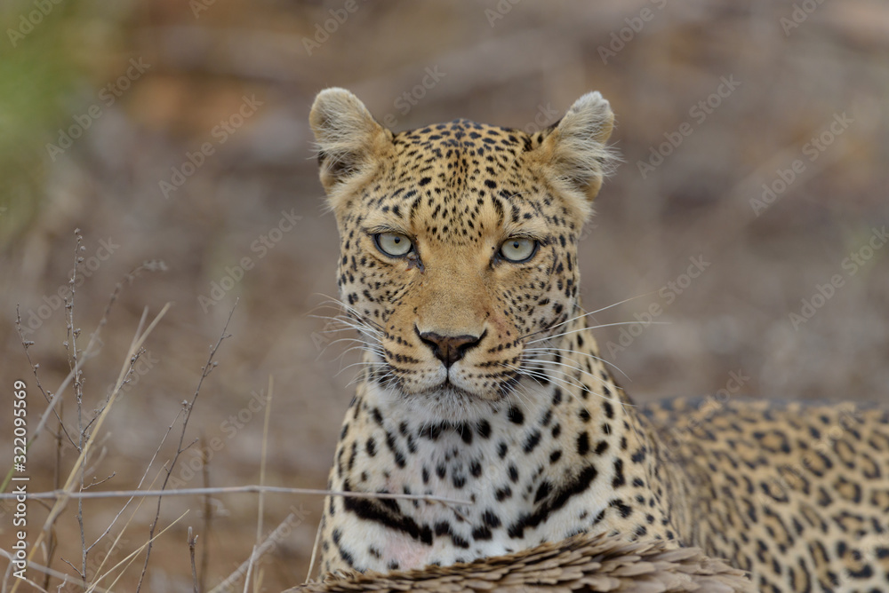 Fototapeta premium Leopard in the wilderness of Africa