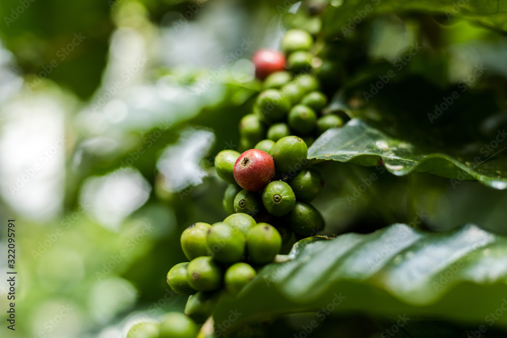 Coffee Plant. Coffee beans growing on a branch of coffee tree. Close up Branch of a coffee tree with ripe fruits. Coffee Plant. Coffee beans growing on a branch of coffee tree. Close up Branch of a coffee tree with ripe fruits.