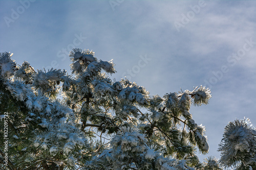 Sunlight shines through ice- and snow-encrusted trees after a winter storm photo