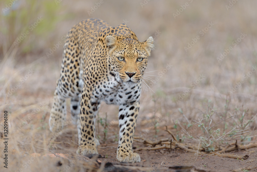 Leopard in the wilderness of Africa