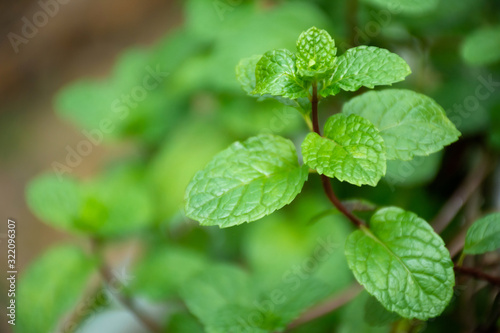 Fresh mint leaves in garden. Selective focus.