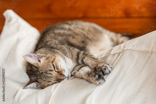 funny tabby cat sleep on a bed