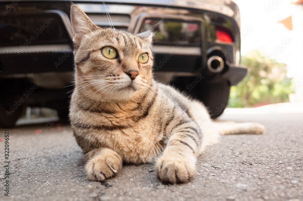 Fototapeta premium lazy tabby cat sleep on a ground