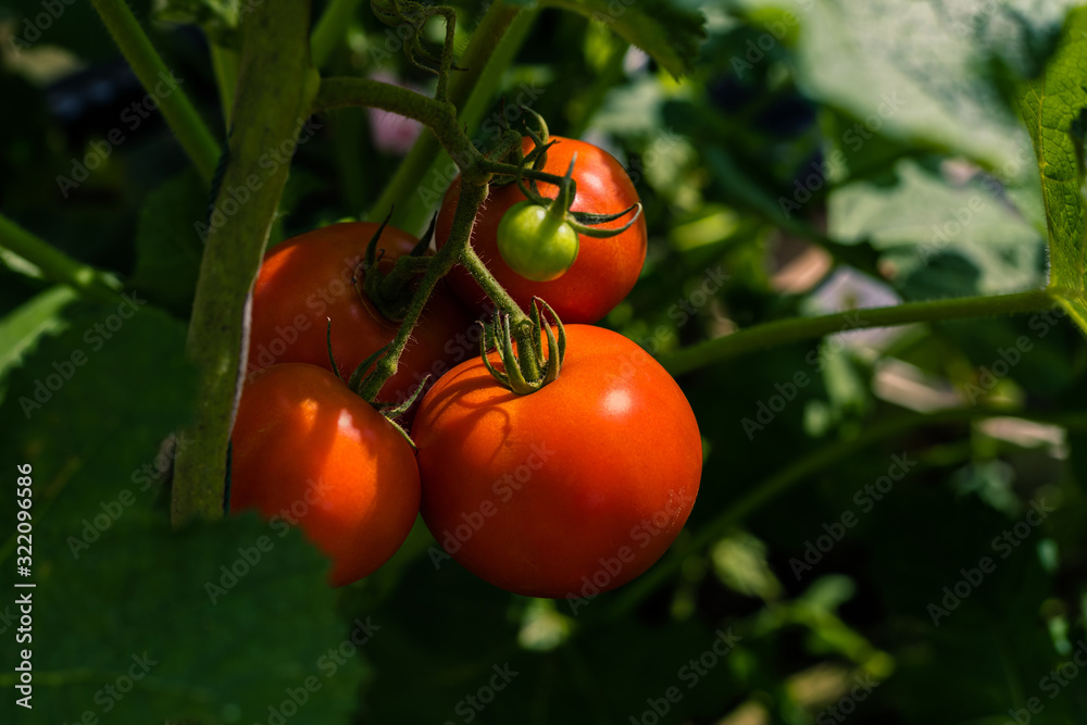 Ripe red tomatoes on green foliage background, hanging on the vine of a tomato tree in the farm.