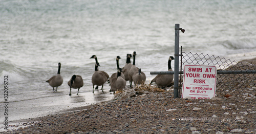 Vászonkép Family of geese coming ashore