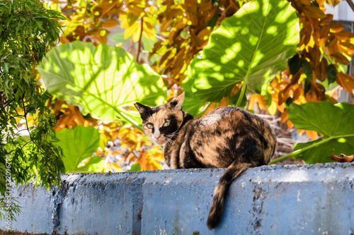 stray tortoiseshell cat