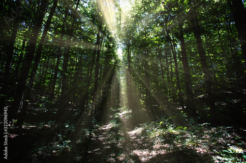 beautiful sun rays in green spring forest