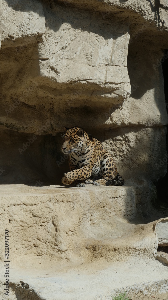 leopard au repos