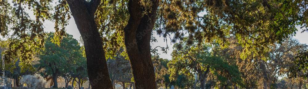 Fototapeta premium Sunset backlit serene view of trees with moss, trunks, layers, and depth