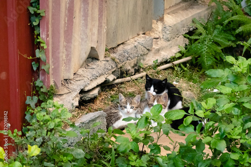 young stray cat with her brothers
