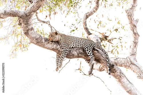 Leopard resting on a tree in the wilderness of Africa