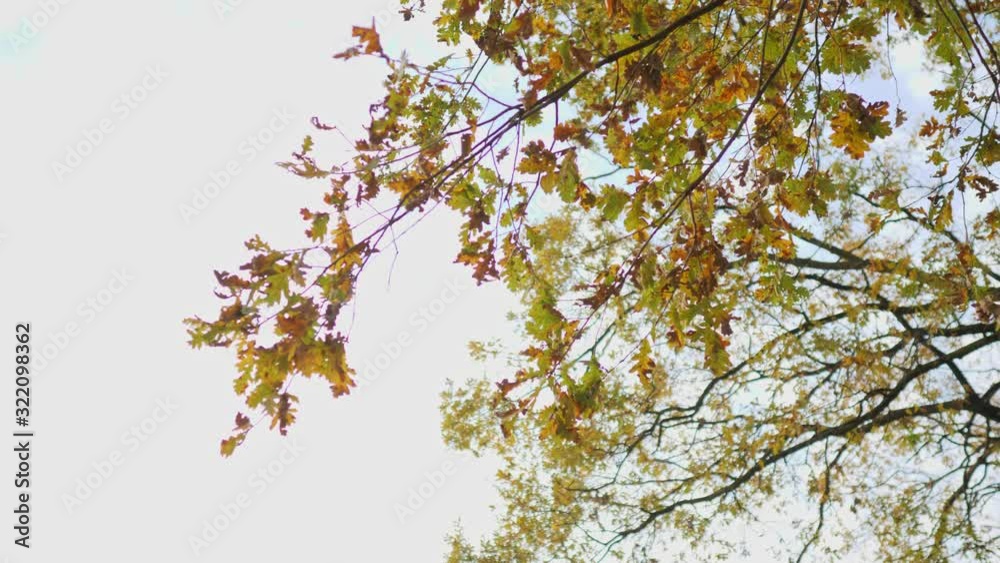 Beautiful yellow branches of the tree against the cloudless sky at sunset. Golden foliage on a tree. The concept of calm and tranquillity Beautiful yellow branches of the tree against the cloudless sky at sunset. Golden foliage on a tree. The concept of calm and tranquillity