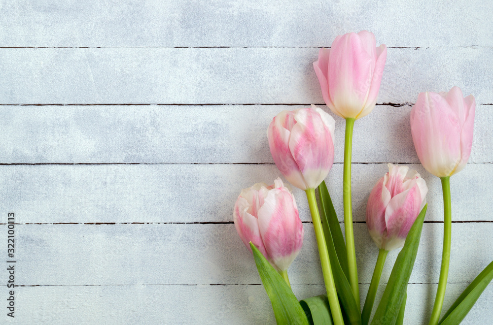 white and pink tulips on a white wooden background. white and pink tulips on a white wooden background.