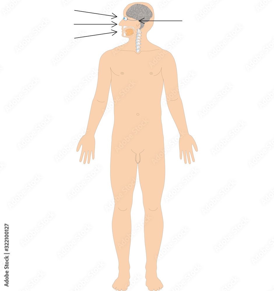 Fototapeta premium Ayurveda Dosha: Alocaka Pitta