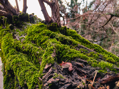 Green moss grows on a tree trunk with a defocused background.