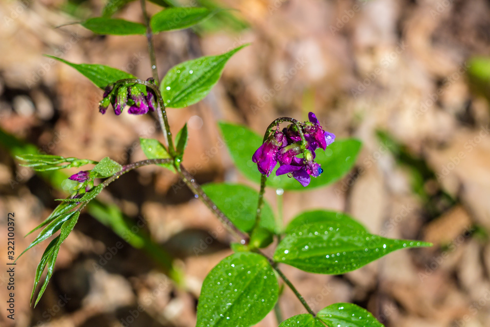Blossoming wild plant Lathyrus vernus (spring vetchling, spring pea, or spring vetch) in May Blossoming wild plant Lathyrus vernus (spring vetchling, spring pea, or spring vetch) in May