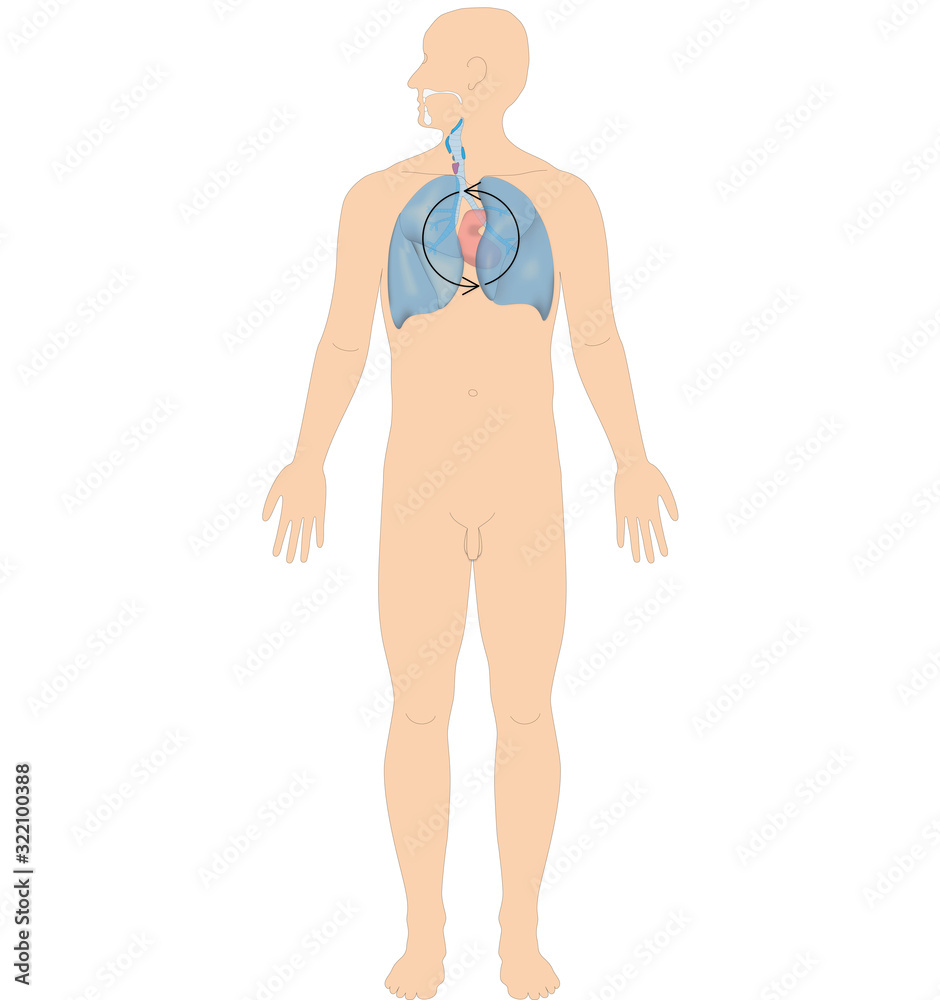 Ayurveda Dosha: Avalambaka Kapha Ayurveda Dosha: Avalambaka Kapha