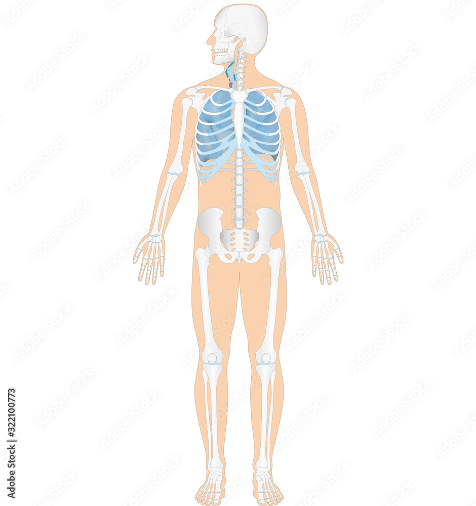 Infografik der Anatomie vom Mensch - Skelett und Atemorgane Infografik der Anatomie vom Mensch - Skelett und Atemorgane