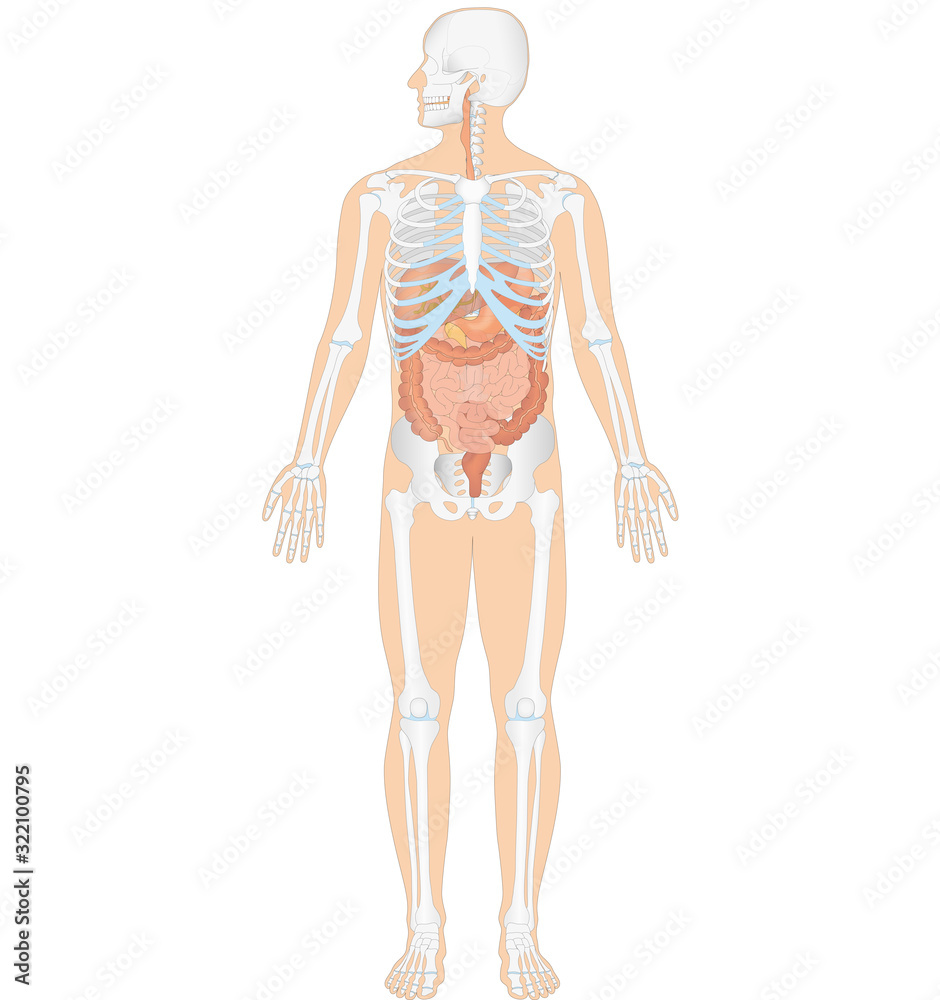 Anatomie - menschliches Skelett und Verdauungsorgane Anatomie - menschliches Skelett und Verdauungsorgane