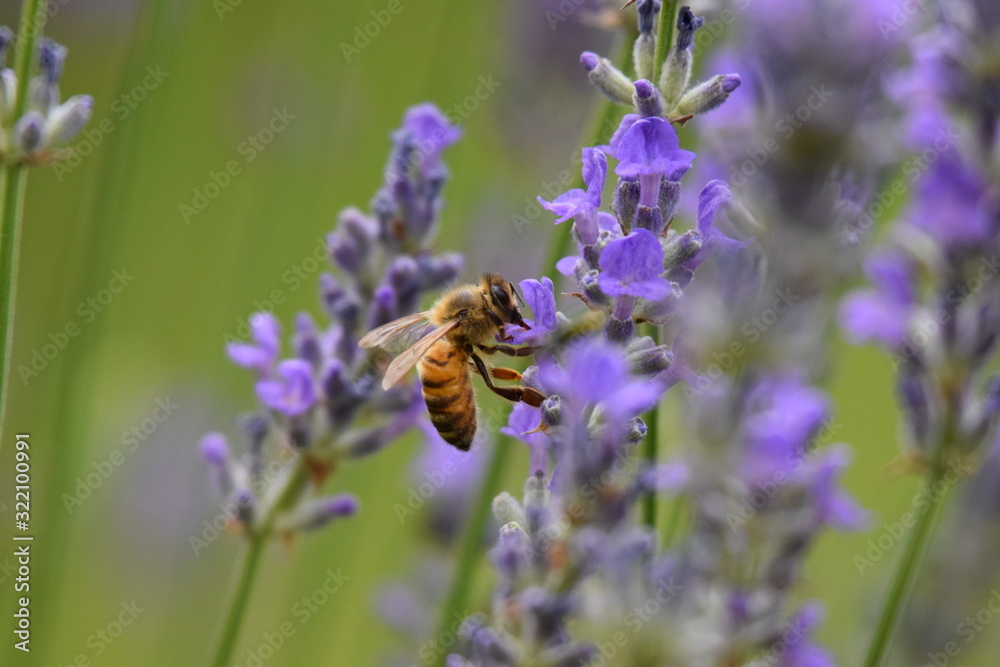 abeille abeille