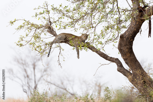 Leopard resting on a tree in the wilderness of Africa