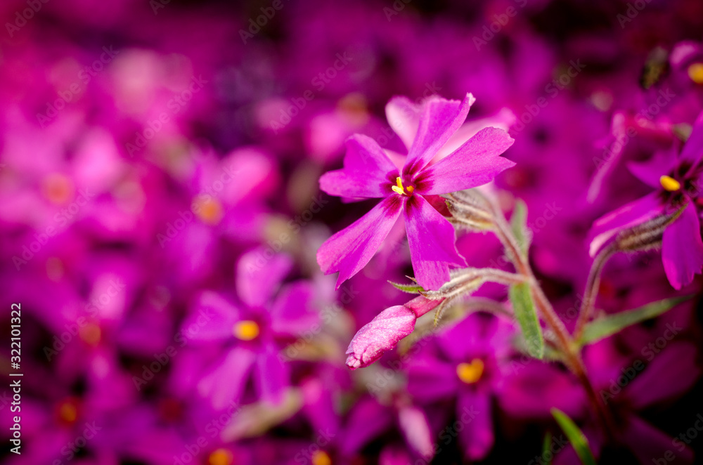 Beautiful bright purple phlox subulata close up. Spring botanical background. Beautiful bright purple phlox subulata close up. Spring botanical background.