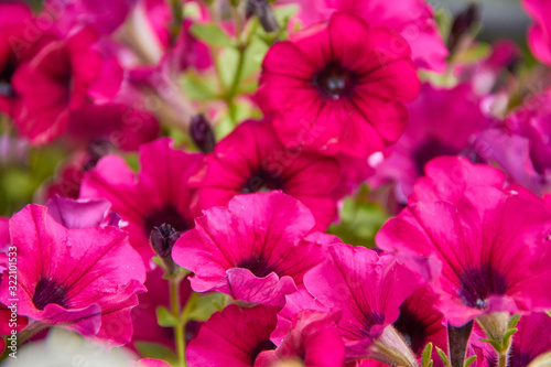 colourful petunia Petunia hybrida flowers Flowerbed with multicoloured petunias