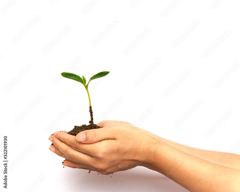 Studio shot seedling green sprout in Asian woman hand isolated on white Studio shot seedling green sprout in Asian woman hand isolated on white